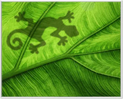 Produktbild von Wallario Wandbild Gecko Schatten auf grünem Blatt - Umriss, Größe: 40,30 x 50,30 cm, Poster mit weißem Aluminiumrahmen