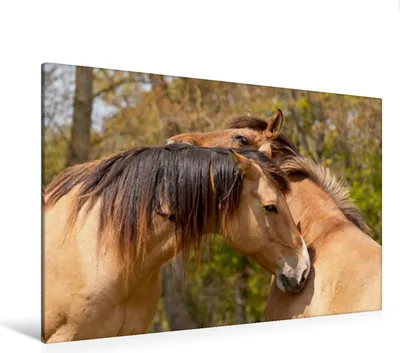 Produktbild von Calvendo  Textil-Leinwand 120 cm x 80 cm quer Henson Pferde sind besonders umgänglich, Bölts Meike; 7324757