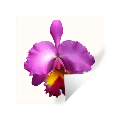 Produktbild von MuchoWow® Wandtattoo Wandsticker Wandaufkleber Nahaufnahme Orchidee 100x100 cm Selbstklebend und Repositionierbar - Wierderverwendbar - Selbstklebend