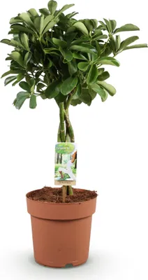 Produktbild von Schefflera Nora 70-82cm 21cm Pflegeleichter Fingerbaum Dunkelgrüne Zimmerpflanze