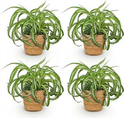 Obrázek produktu pro Chlorophytum comosum Bonnie, sada 4 pokojových rostlin v košíku, prumer 12cm