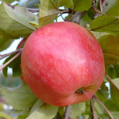 A close-up of a red apple on a tree branch, surrounded by green leaves.