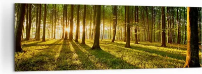 Produktbild von Bild auf Leinwand - Leinwandbild - Wald grün Sonnenstrahlen Natur - 160x50cm - Wand Bild - Wanddeko - Leinwanddruck - Bilder - Kunstdruck - Wanddekoration - Leinwand bilder - Wandkunst - AB160x50-2510