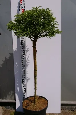 Produktbild von Cryptomeria japonica Little Diamond - japanische Sicheltanne - 60 cm Hochstamm