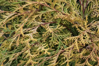 Produktbild von Chamaecyparis obtusa 'Kamarachiba', gelbgrün, 15–20 cm