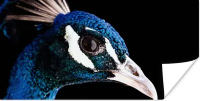 Produktbild von MuchoWow® Poster Pfau - Tier - Blau 120x60 cm - Bild