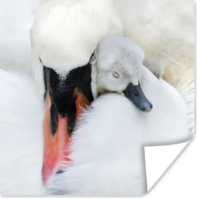 Produktbild von MuchoWow® Poster Nahaufnahme eines Schwans mit Jungen 100x100 cm - Babyzimmer