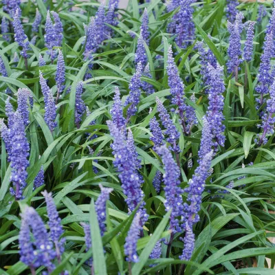 Obrázek produktu pro Liriope muscari 'Big Blue' - 24 rostlin - Stálezelený půdopokryvný materiál - 9cm - ↕10-25cm - S fialovými květními laty - Snadná péče a mrazuvzdornost - Do polostínu a na záhony