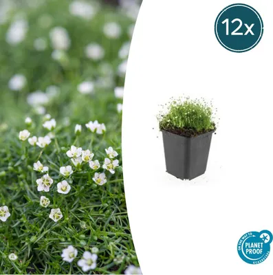 Produktbild von Bodendecker - Steingarten - Sternmoos - Sagina subulata - 9cm Topf - Set mit 12 Pflanzen