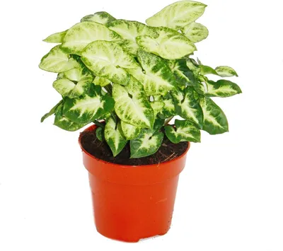 Produktbild von Exotenherz - Purpurtute - Syngonium "Pixie" - 1 Pflanze - pflegeleicht - luftreinigend - 12cm Topf
