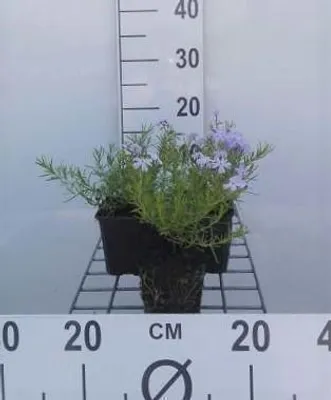 Obrázek produktu pro 6 x Phlox (s) 'Emerald Cushion Blue' - plamének - Topf 9 x 9 cm