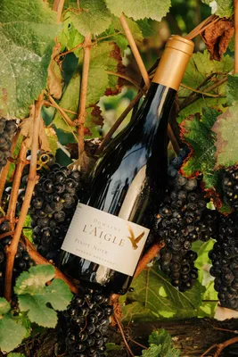 Image de Domaine de l'Aigle Pinot Noir 2024 75cl vin rougebiodynamique