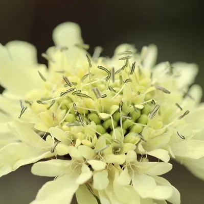 Produktbild von 6 x Großer Schuppenkopf - Cephalaria gigantea | Topf 9x9 cm