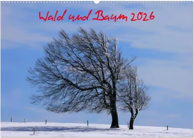 Produktbild von Wald und Baum 2026 (Wandkalender 2026 DIN A2 quer), CALVENDO Monatskalender