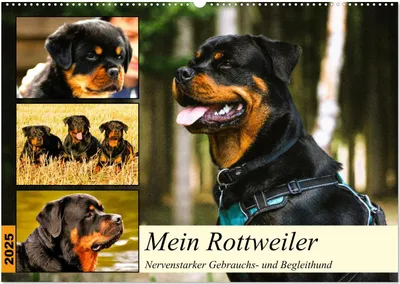 Produktbild von Mein Rottweiler. Nervenstarker Gebrauchs- und Begleithund (Wandkalender 2025 DIN A2 quer), CALVENDO Monatskalender