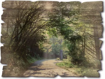 Produktbild von ARTland Holzbild Vintage Sonniger Wald Größe: 40x30 cm