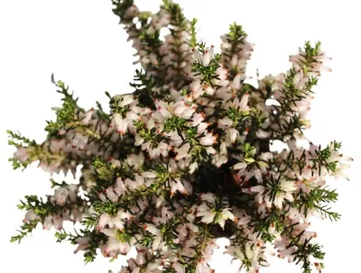 Image de 10 pièces Erica carnea Kathy bruyère d'hiver / bruyère à feuilles persistantes et résistante au froid
