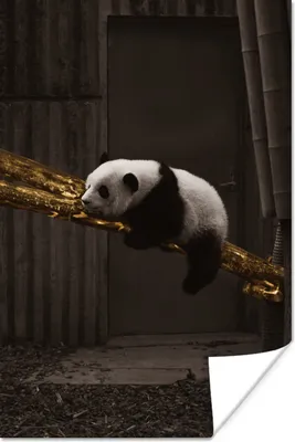 Produktbild von MuchoWow® Poster Panda - Gold - Schwarz 40x60 cm - Plakate für die Wand - Poster Babyzimmer