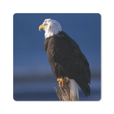 Produktbild von MuchoWow® Mauspad Mousepad Adler - Nahaufnahme - Zweig 30x30 cm - Mousepads - Maus Mat - Pad - Mausunterlage - Gaming