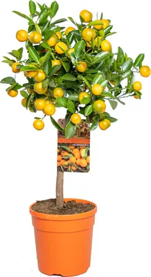 Produktbild von Bloomique - Citrus Calamondin - Zimmerorange - Zitrusbaum - Obstbaum - Gartenpflanzen - 50-70 cm Hoch - Topf 19 cm
