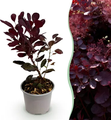 Immagine prodotto di Cotinus coggyria Lilla - Viola 1 Pianta - Decidua - Bassa manutenzione - 25-35cm - Ø12cm - Pianta da giardino