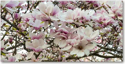 Produktbild von Tulup® Glas-Bild - 100x50 -Wandkunst - Wandbild hinter gehärtetem Sicherheitsglas  - Blumen & Pflanzen - Magnolie Blumen - Weiß
