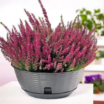Image de Pot de fleurs BAMA PAGLIA, anthracite Quantité : 1 pièce, Dimensions : 20 cm