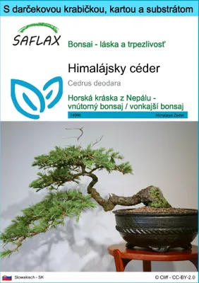 Obrázok produktu pre SAFLAX Darčeková sada - himalájsky céder - Cedrus deodara - 35 Semená - S darčekovou krabičkou, prepravným štítkom, darčekovou kartou a pestovateľským médiom