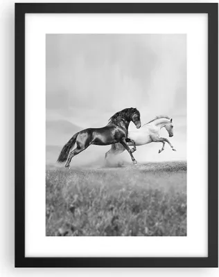 Produktbild von Gerahmtes Poster - Schwarzer Rahmen - Pferde Tiere Galopp Wiese - 30x40 cm - Wand Bild - Wanddeko - Wandbilder - Wandposter - Bilderrahmen - Bilder - Kunstdruck - Wandbild - P2BPA30x40-2683