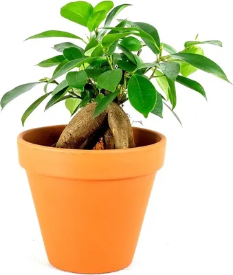 Obrázok produktu pre Gardners Ficus microcarpa ženšen, priemer 6 cm