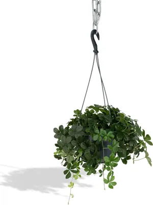 Image de Meergroothandel Parthenocissus Striatha Hang - 15 cm, Ø15 cm