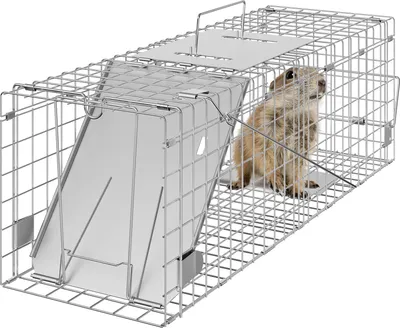 A small animal is inside a metal cage trap.