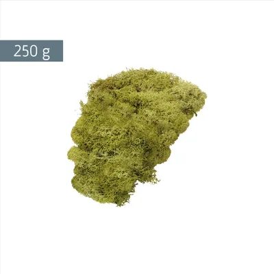 Produktbild von Islandmoos Knorr Prandell 6695426, lindgrün, Dekoration, Bastelmaterial