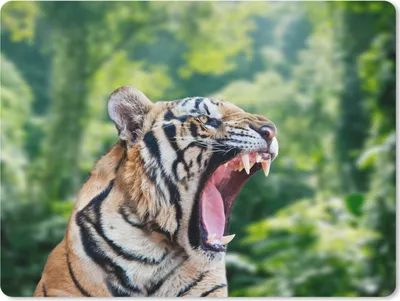 Produktbild von MuchoWow® Mauspad Mousepad Tiger - Kopf - Wald 23x19 cm - Mousepads - Maus Mat - Pad - Mausunterlage - Schreibtischunterlage - Mauspad