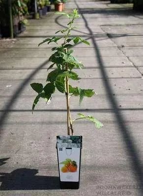 Productafbeelding van Rubus idaeus geel - Gele framboos | 25 cm in pot