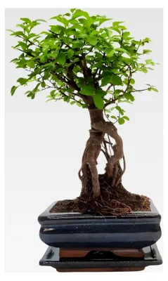 Produktbild von Bonsai-Baum mit Keramiktopf - Ulmen-Bonsai - ca. 6 Jahre (15 cm Schale)