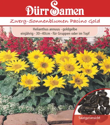 Produktbild von Zwergsonnenblumen Pacino Gold | Zwergsonnenblumensamen von Dürr Samen
