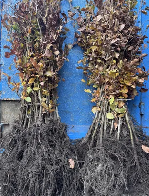 Produktbild von 1x Rotbuche Fagus sylvatica 100-150 cm wurzelnackt Buchenhecke Hecke