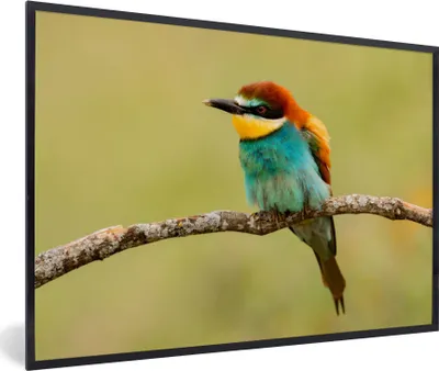 Produktbild von MuchoWow® Gerahmtes Poster Vogel - Bienenfresser - Tiere 90x60 cm - Poster mit Schwarzem Bilderrahmen Wandposter Rahmen Foto Bilder - Fotorahmen - Foto-Plakat