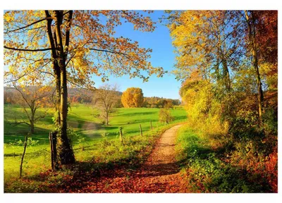 Zdjęcie produktu dla Fototapeta Dimex MS-5-0066 Meadow 375 x 250 cm