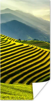 Produktbild von MuchoWow® Poster Terrassen von Reisfeldern mit einer Berglandschaft im Hintergrund in Vietnam 20x40 cm - Plakat - Foto