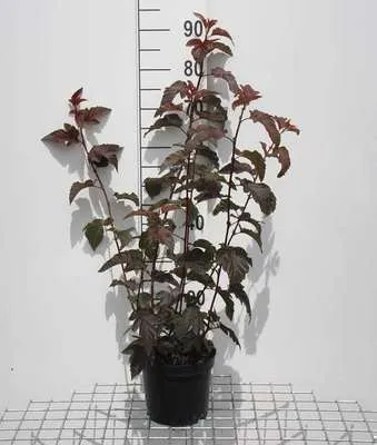 Produktbild von Physocarpus opulif. 'Lady In Red'® ( 'tuilad'®) - Fasanenspiere  40- 60 cm - Container