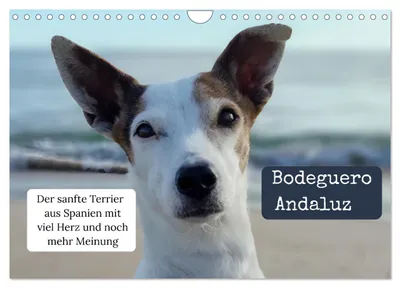 Produktbild von Kalender 2027 · Britische Version · Ratonero Bodeguero Andaluz (Wandkalender 2027 12" × 8" Querformat), CALVENDO 12-Monats-Wandkalender