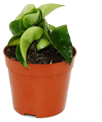 Produktbild von Mini-Pflanze Hoya carnosa compacta fleischige Porzellanblume Wachsblume Baby-Plant 6,5cm Topf