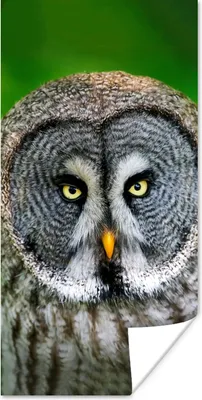 Produktbild von MuchoWow® Poster Vogel - Eule - Tiere - Braun - Porträt 60x120 cm - Wandschmuck