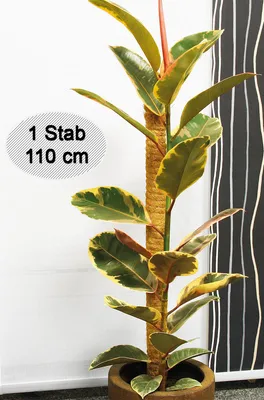 Immagine prodotto di Novatool bastone per piante in cocco 110 cm I Ø 45 mm I allungabile I fibra di cocco naturale I porta piante I bastone per arrampicata I bastone per muschio bastone in cocco