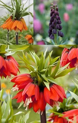 Produktbild von 5 Blumenzwiebeln - Kaiserkrone Fritillaria Mix, rot, lila, orange, Gr. 22/24