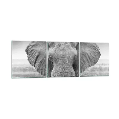 Produktbild von Bilder auf glas - 3 Teile - Elefant Afrika Tier - 150x50cm - Glasbilder - Wandbilder - Bilder - zum Aufhängen bereit - Wanddekoration aus Glas - Glas Bilder - Wandbild auf Glas - GCA150x50-5072