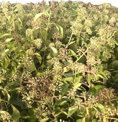Immagine prodotto di Arbusto sempreverde di edera Hedera Helix - Arborescens 80 - 100 cm