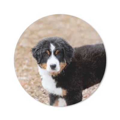 Produktbild von MuchoWow® Mauspad Mousepad Berner Sennenhund Welpe am Morgen 20x20 cm - Mousepads - Maus Mat - Pad - Mausunterlage - Schreibtischmatte